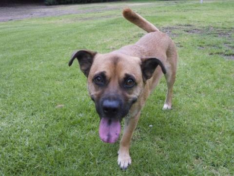 Dog standing on grass